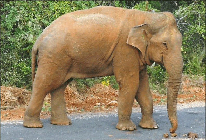 ஓசூர் வனக்கோட்டத்தில் யானைகள் ஊருக்குள் புகுவதை தடுக்க மின் கம்பி வேலிகள்