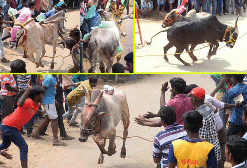 வண்டறந்தாங்கல் கிராமத்தில் காளை விடும் திருவிழா 12 பேர் காயம்