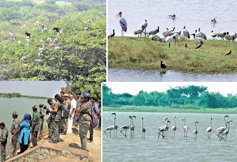 கூந்தன்குளம் சரணாலயத்தில் 57 பறவை இனங்கள் கண்டுபிடிப்பு