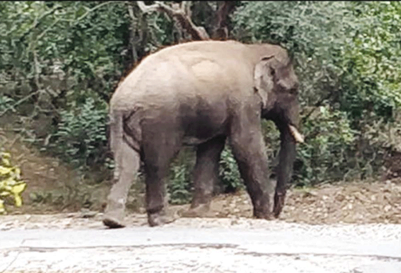 அந்தியூர், பர்கூர் வனப்பகுதியில் வறட்சி: தண்ணீர் தேடி சாலைகளில் உலா வரும் ஒற்றை யானை கவனமுடன் செல்ல வாகன ஓட்டிகளுக்கு வேண்டுகோள்