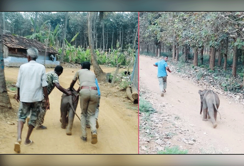 மேட்டுப்பாளையம் அருகே கூட்டத்தை பிரிந்து தவித்த குட்டி யானை வனத்துறையினர் 2 மணி நேரம் போராடி தாயுடன் சேர்த்தனர்