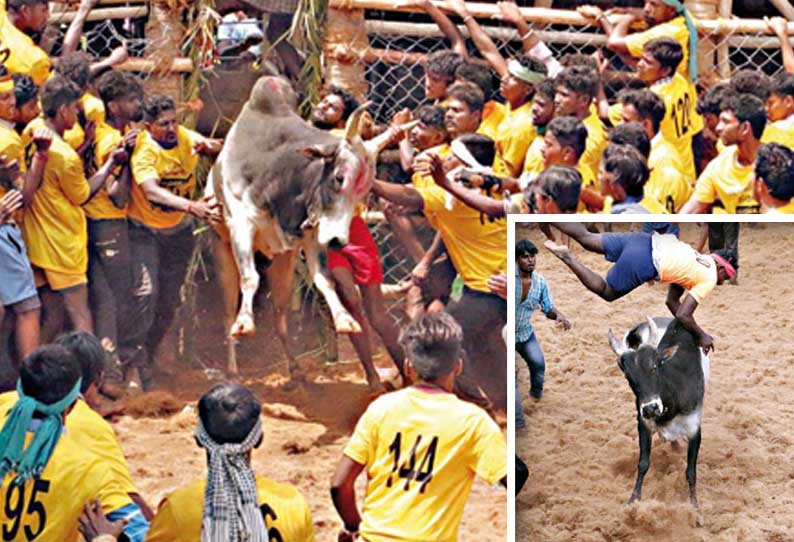 மறவபட்டியில் நடந்த ஜல்லிக்கட்டில், காளைகளை அடக்க முயன்ற 13 பேர் காயம்