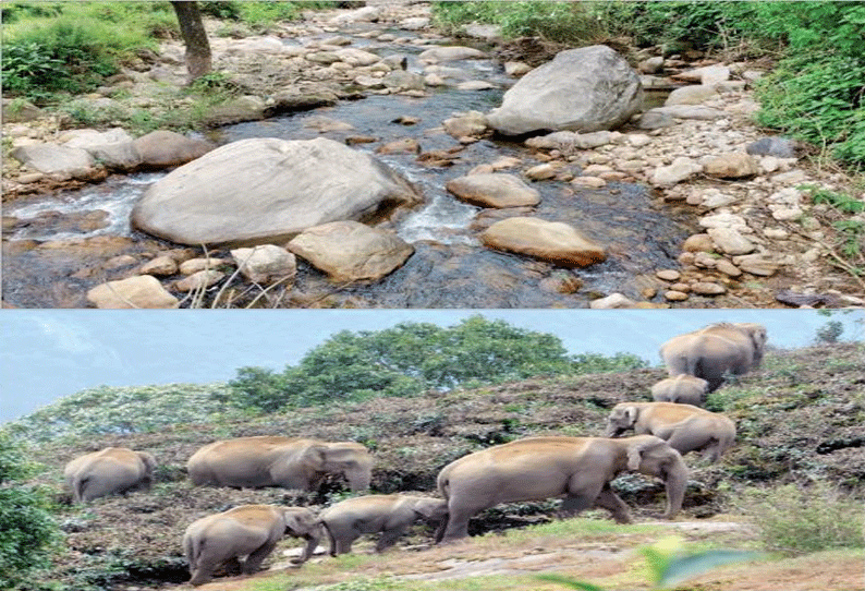 வனத்தில் இருந்து தண்ணீரை தேடிவரும் காட்டு யானைகள் தோட்ட தொழிலாளர்கள் பீதி