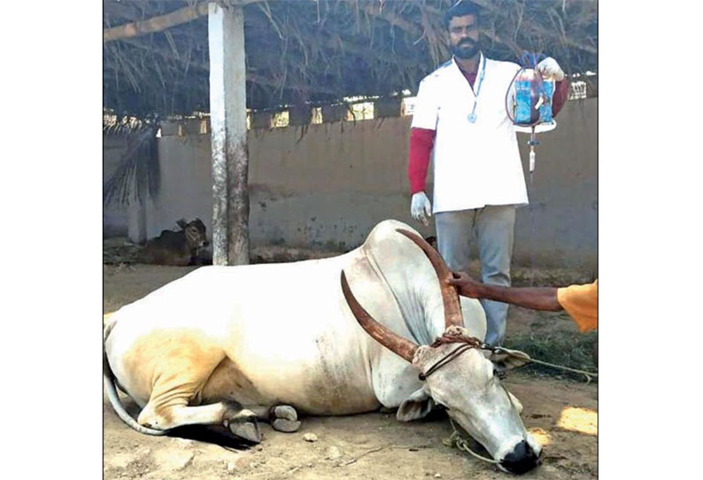 திருப்பூர் மாவட்டத்தில் முதல் முறையாக ரத்தம் ஏற்றி காப்பாற்றப்பட்ட காங்கேயம் இன மயிலை பசு