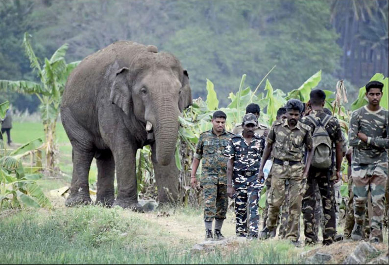 மயக்க ஊசி போட்டு சின்னதம்பி யானையை பிடிக்க தயாராகும் வனத்துறை முன்னேற்பாடுகள் தீவிரம்