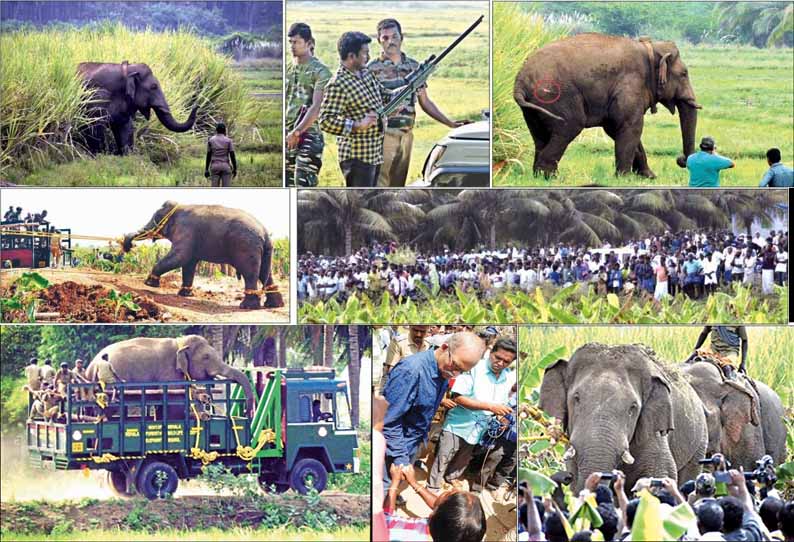 உடுமலை அருகே அட்டகாசம் செய்து வந்த ‘சின்னதம்பி’ யானை சிக்கியது