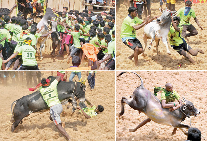 அலங்காநத்தம் ஜல்லிக்கட்டில் 345 காளைகள் சீறிப்பாய்ந்தன மாடுபிடி வீரர்கள் உள்பட 15 பேர் காயம்