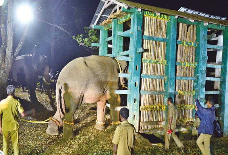 உடுமலை அருகே பிடிபட்ட சின்னதம்பி யானை மரக்கூண்டில் அடைக்கப்பட்டது