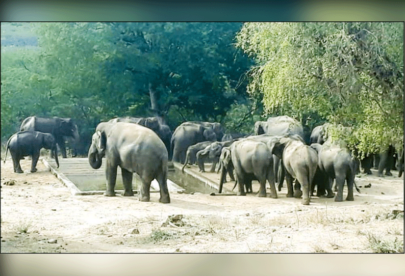 தாசம்பட்டி வனப்பகுதியில் கடும் வறட்சி: தொட்டியில் தண்ணீர் குடிக்க வரும் யானைகள் கூட்டம்