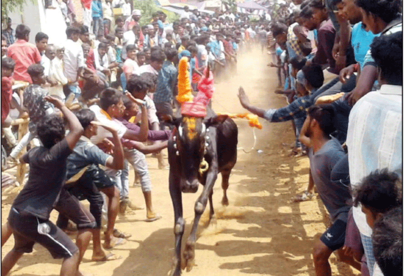 கணியம்பாடி அருகே காளை விடும் திருவிழா