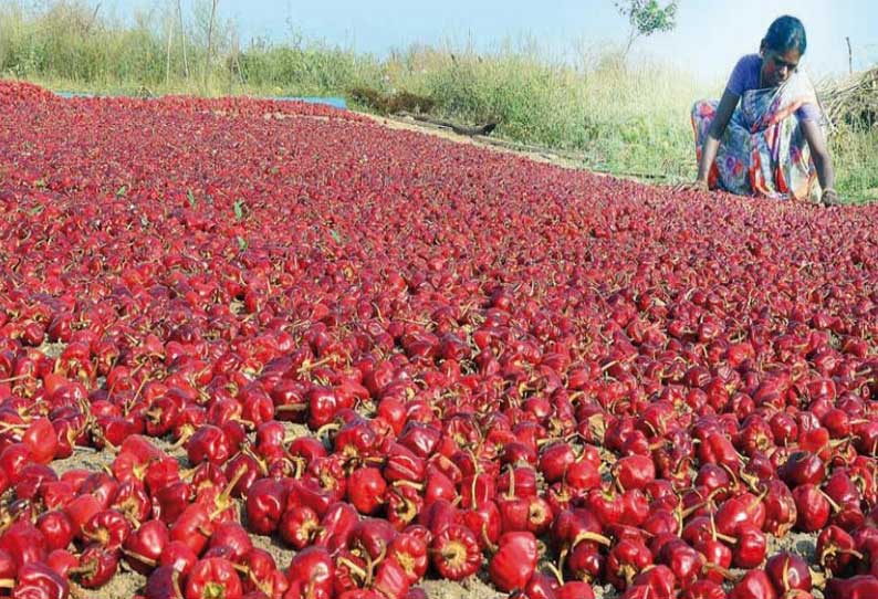 மிளகாய் விவசாயம் பாதிப்பு போதிய விலை கிடைக்காமல் விவசாயிகள் விரக்தி