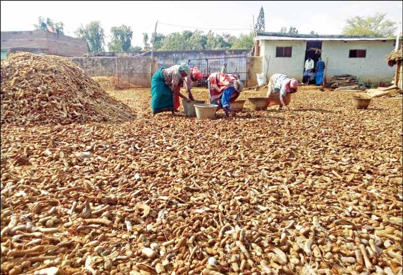 கூடலூர் பகுதியில் புளி விளைச்சல் அமோகம்