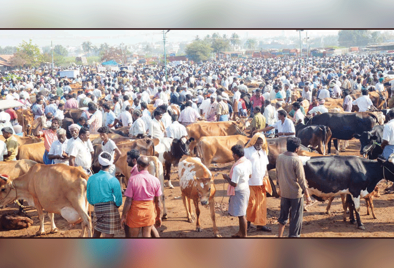 கருங்கல்பாளையம் சந்தைக்கு மாடுகள் வரத்து அதிகரித்தது