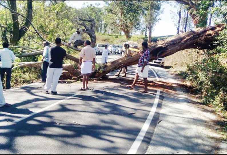 கூடலூர்-கேரள சாலையில் மரம் விழுந்து போக்குவரத்து பாதிப்பு