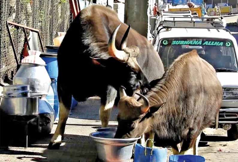 கொடைக்கானல் வனப்பகுதியில் தண்ணீர் பற்றாக்குறை குடியிருப்பு பகுதிகளுக்குள் புகும் காட்டெருமைகள்