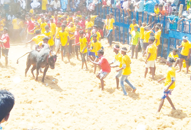 மழையூர் ஜல்லிக்கட்டில் சீறிப்பாய்ந்த காளைகள் முட்டியதில் 14 பேர் காயம்