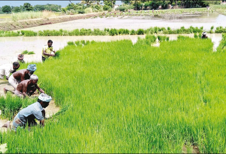 திருவள்ளூர் மாவட்டத்தில் உள்ள ஏரி, குளங்களை தூர்வார அரசு நடவடிக்கை எடுக்க வேண்டும் விவசாயிகள் கோரிக்கை