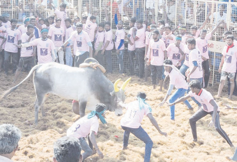 புதுப்பட்டியில் நடந்த ஜல்லிக்கட்டில் காளைகளுடன் மல்லுக்கட்டிய வீரர்கள்