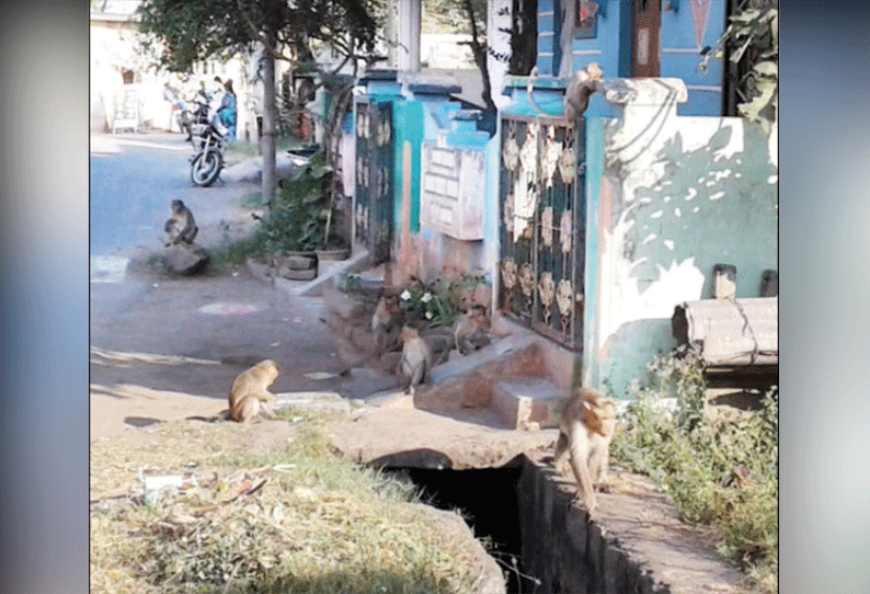 பெருந்துறைபட்டில் குரங்குகளின் அட்டகாசத்தால் பொதுமக்கள் அவதி