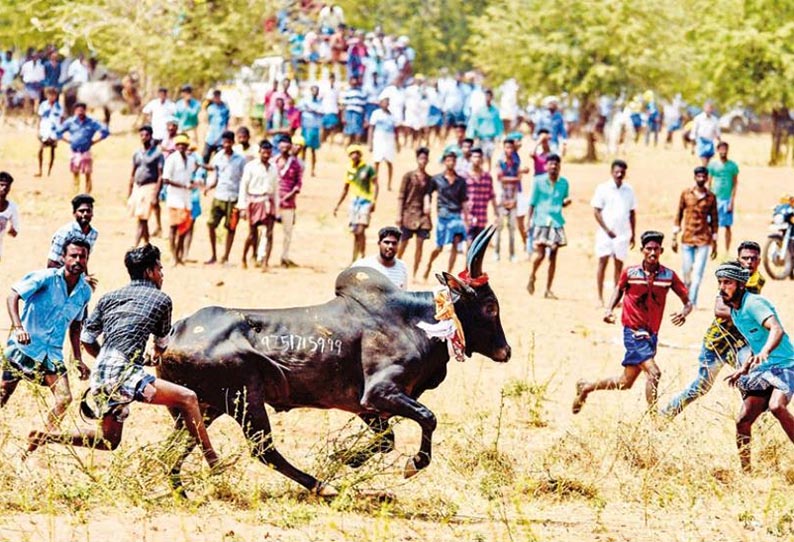 vellinippatti manjuvirattu: 500 bulls attack - 20 injured | வெள்ளினிப்பட்டி  மஞ்சுவிரட்டு; 500 காளைகள் சீறிப்பாய்ந்தன - 20 பேர் காயம்