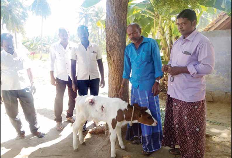 வாணியம்பாடி அருகே மேலும் 3 மாடுகளை கடித்து குதறிய சிறுத்தை - கூண்டில் வைத்த இறைச்சியை தின்று விட்டு தப்பியது