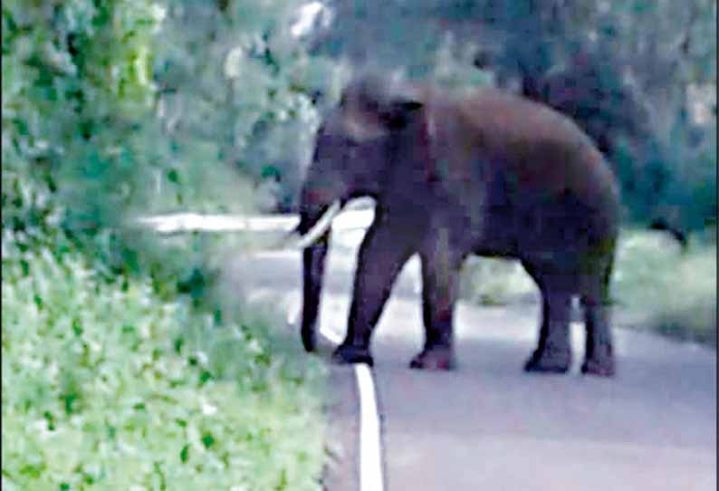 ஒட்டன்சத்திரம் அருகே, மலைப்பாதையில் சுற்றித்திரியும் காட்டுயானை - வாகன ஓட்டிகள் அச்சம்