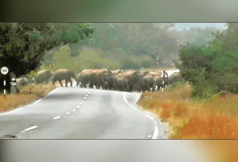 சூளகிரி அருகே முகாமிட்டிருந்த 50 யானைகள் சானமாவு வனப்பகுதிக்கு விரட்டியடிப்பு