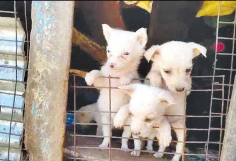 மஞ்சூர் அருகே சம்பவம, குட்டிகளை காப்பாற்ற சிறுத்தைப்புலியிடம் தன்னுயிரை இழந்த நாய்