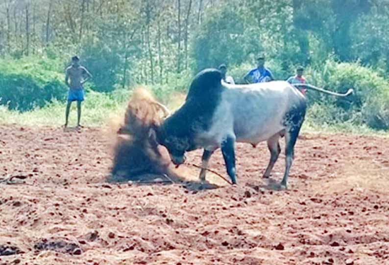 பொங்கல் பண்டிகையையொட்டி ஜல்லிக்கட்டுக்கு தயாராகும் காளைகள்