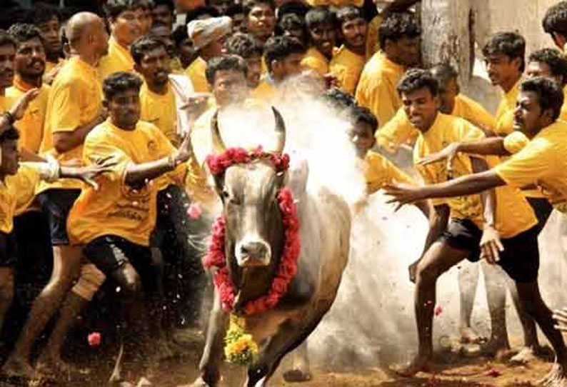 Madurai Palamedu Jallikattu Tournament was completed || மதுரை பாலமேடு  ஜல்லிக்கட்டு போட்டி நிறைவடைந்தது