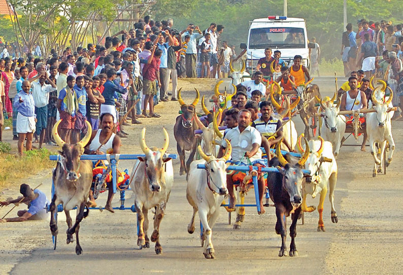 தூத்துக்குடி அருகே செக்காரக்குடியில் பார்வையாளர்களை கவர்ந்த மாட்டு வண்டி பந்தயம்