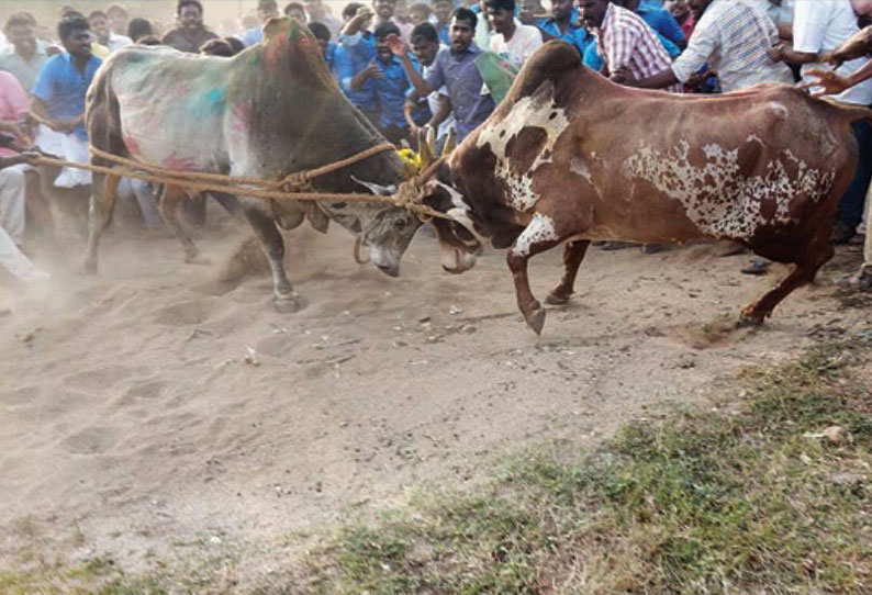 மத்தூர் அருகே பொங்கலையொட்டி மாட்டு சண்டை