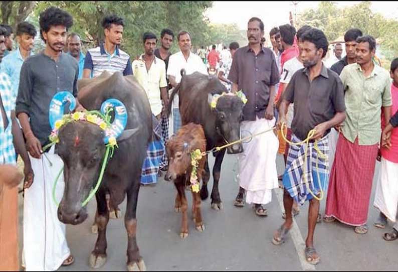 திராவிடர் கழகம் சார்பில் எருமை மாடுகளுக்கு பொங்கல் வைத்து கொண்டாட்டம்