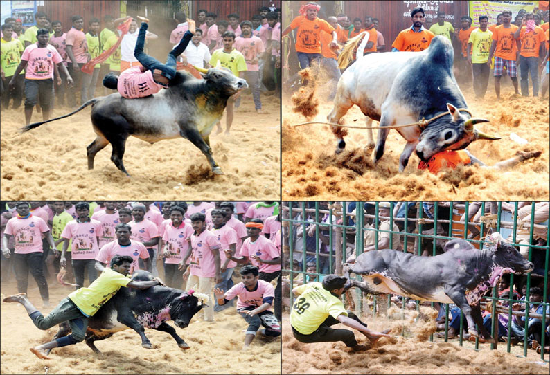 கூலமேடு ஜல்லிக்கட்டில் ஆக்ரோஷ காளைகளுடன் மல்லுக்கட்டிய காளையர்கள் - மாடு முட்டியதில் 30 பேர் காயம்