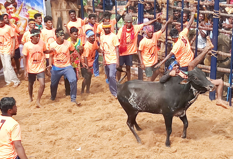 பொத்தமேட்டுப்பட்டியில் ஜல்லிக்கட்டு காளைகள் முட்டியதில் 15 பேர் காயம்