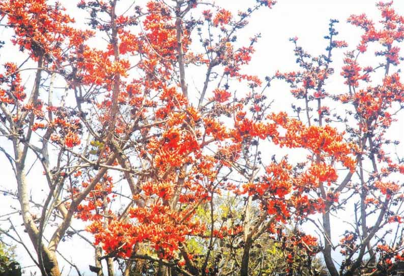 கூடலூர், முதுமலையில் சுற்றுலா பயணிகளை கவரும் காட்டுத்தீ மலர்கள்