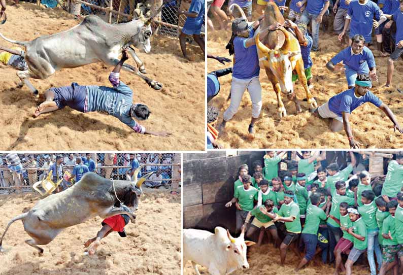 உலகம்பட்டியில் ஜல்லிக்கட்டு - சீறிப்பாய்ந்த காளைகள் முட்டியதில் 18 பேர் காயம்