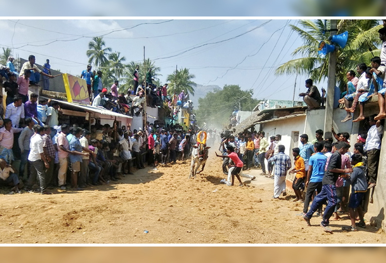 பாக்கம்பாளையம் கிராமத்தில் காளை விடும் விழாவில் மாடுகள் முட்டியதில் 32 பேர் காயம் வேடிக்கை பார்த்த போது சம்பவம்