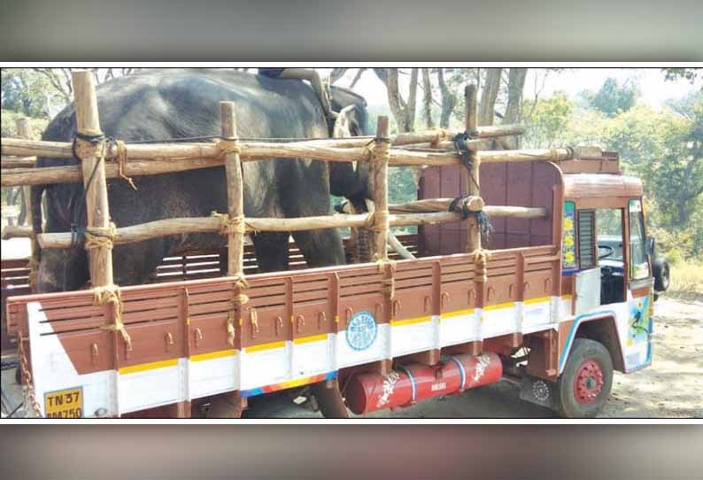 சின்னதம்பி யானையை பிடிக்க முதுமலையில் இருந்து கோவைக்கு கும்கி யானை லாரியில் பயணம்