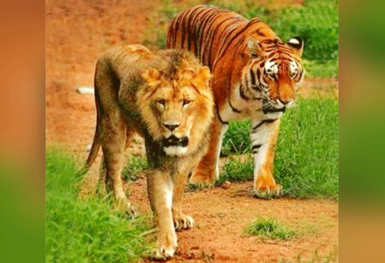 பைகுல்லா விலங்கியல் பூங்காவில் சிங்கம், புலி பொதுமக்களின் பார்வைக்கு வருகின்றன 201901240149011831_At-the-Bicula-Zoological-ParkThe-lion-and-tiger-come-to_SECVPF