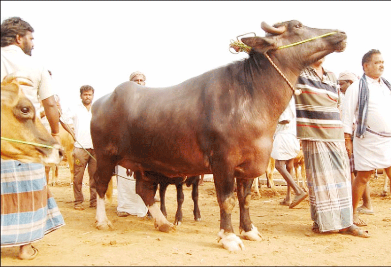 ஈரோடு கருங்கல்பாளையம் சந்தையில் ரூ.2¼ லட்சத்துக்கு விலை பேசப்பட்ட பஞ்சாப் எருமை மாடு