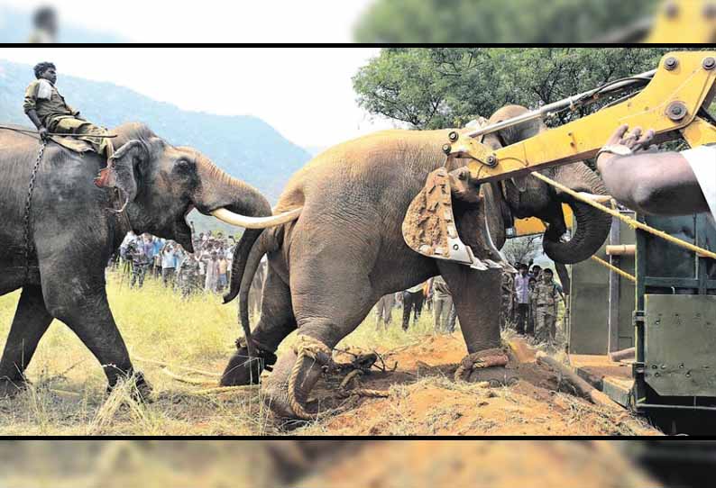 கோவை அருகே அட்டகாசம் செய்த காட்டு யானை சின்னதம்பி பிடிபட்டது