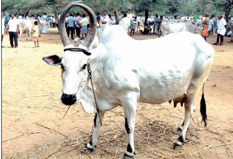 பழையகோட்டை மாட்டுத்தாவணியில் காங்கேயம் இனமாடுகள் ரூ.25 லட்சத்துக்கு விற்பனை