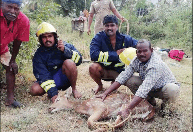 கெங்கவல்லியில் கிணற்றில் தவறிவிழுந்து தத்தளித்த புள்ளிமான் மீட்பு