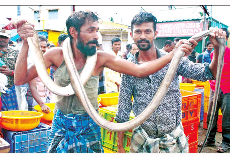 இது பாம்பு அல்ல.. 13 அடி நீள விலாங்கு மீன் திருப்பூர் மார்க்கெட்டில் பொதுமக்கள் வியப்பு