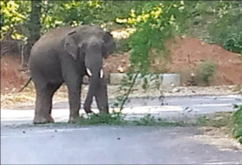 அந்தியூர் அருகே பர்கூர் ரோட்டில் சுற்றித்திரிந்த ஒற்றை யானை