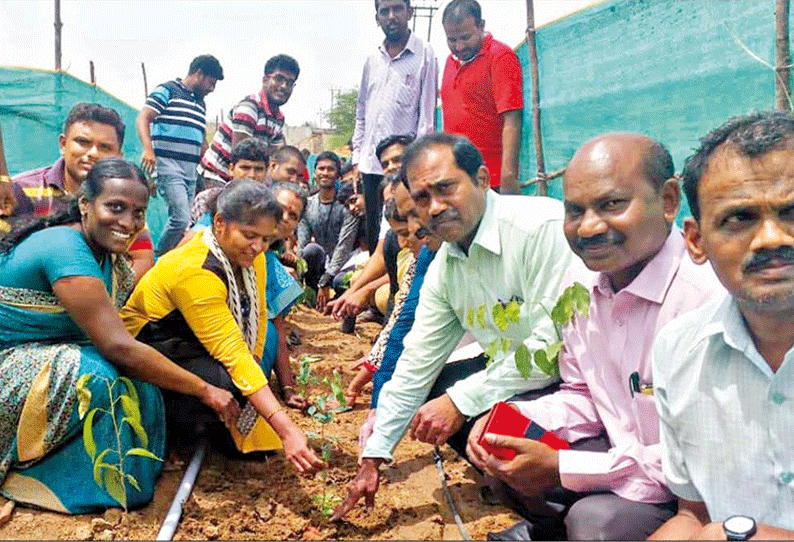 அடர்ந்த காடுகளை உருவாக்க மரக்கன்றுகள் நடும் விழா கலெக்டர் தொடங்கி வைத்தார்