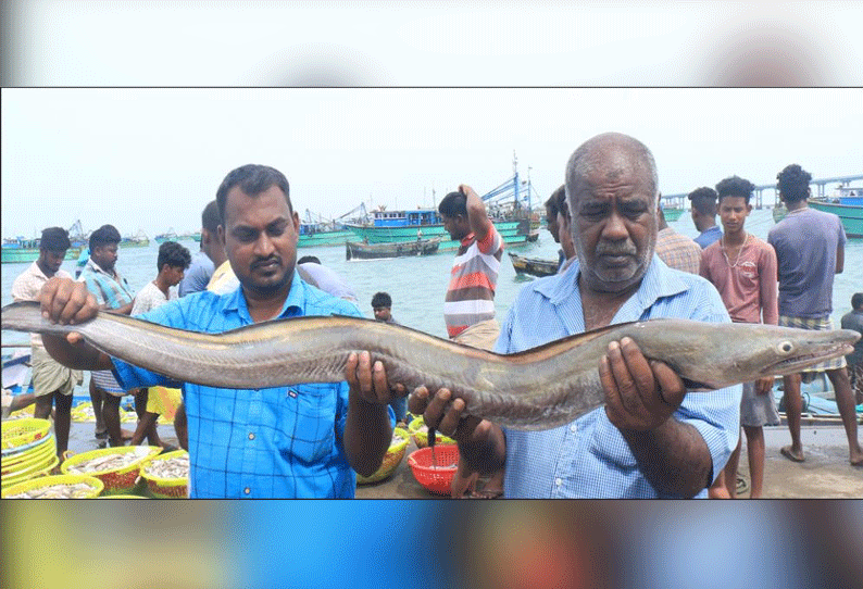 பாம்பன் மீனவர்கள் வலையில் சிக்கிய அரிய வகை விலாங்கு மீன்