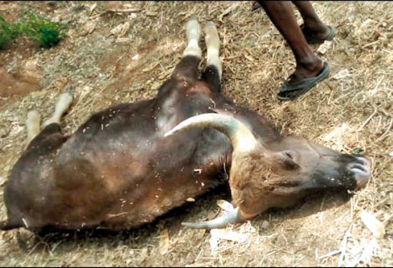 உசிலம்பட்டி அருகே, ஊருக்குள் புகுந்த காட்டெருமை தண்ணீர் கிடைக்காமல் சாவு