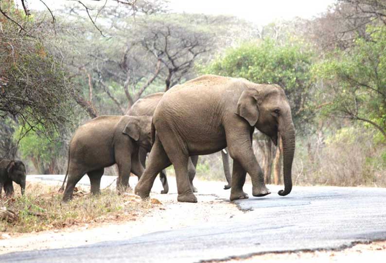 கடும் வறட்சியால் உணவு தேடி தமிழகத்தில் இருந்து கேரள வனப்பகுதிக்கு இடம்பெயரும் யானைகள்